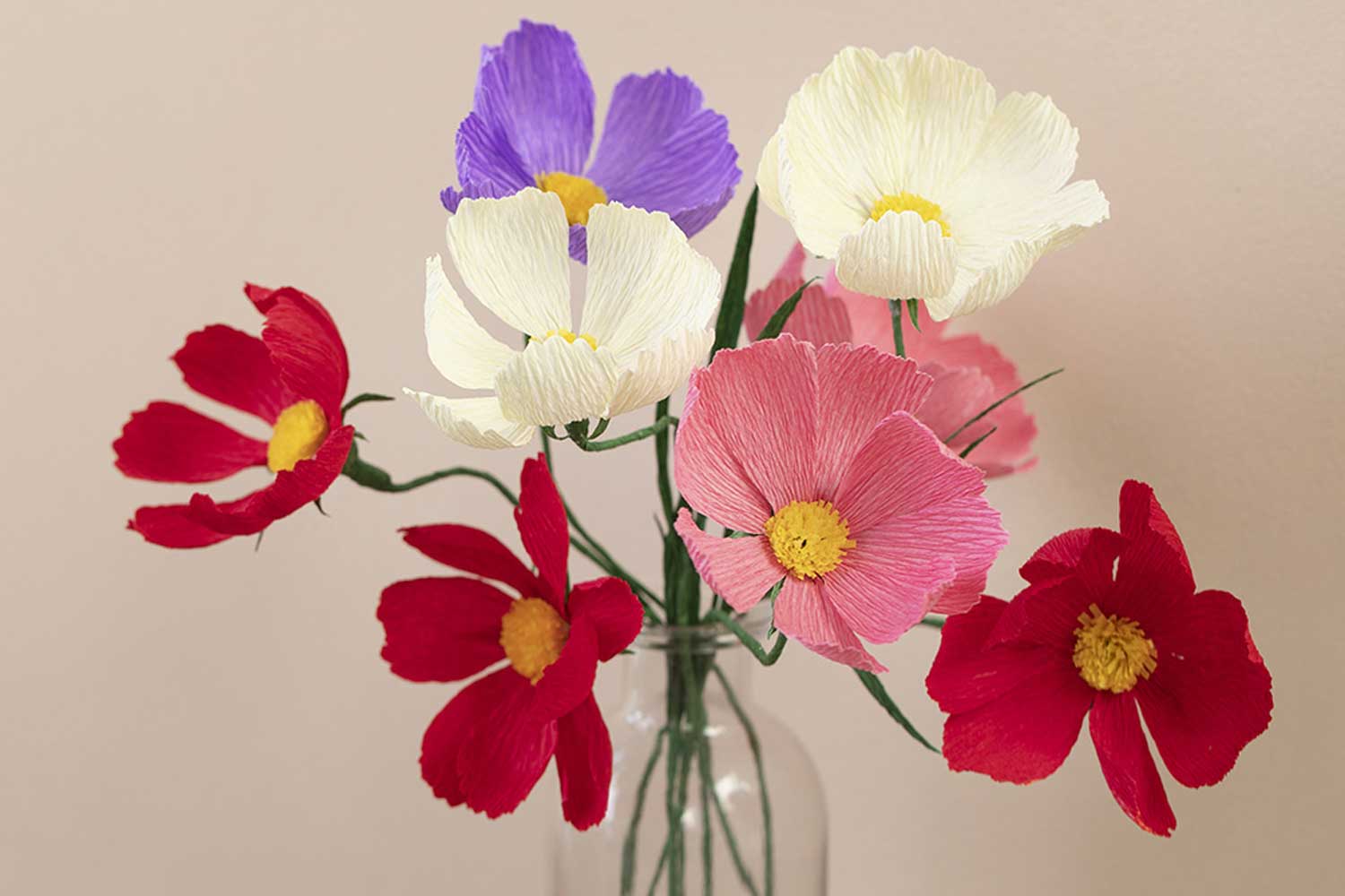 Fleurs Cosmos en Crépon