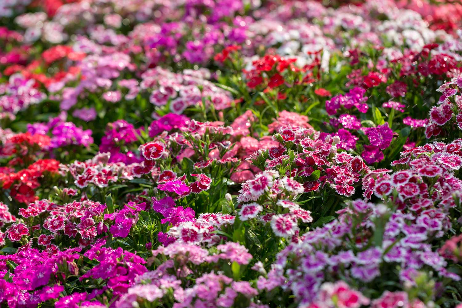 Sachet de graines d'œillets de Chine - Graines à planter - 10 Doigts