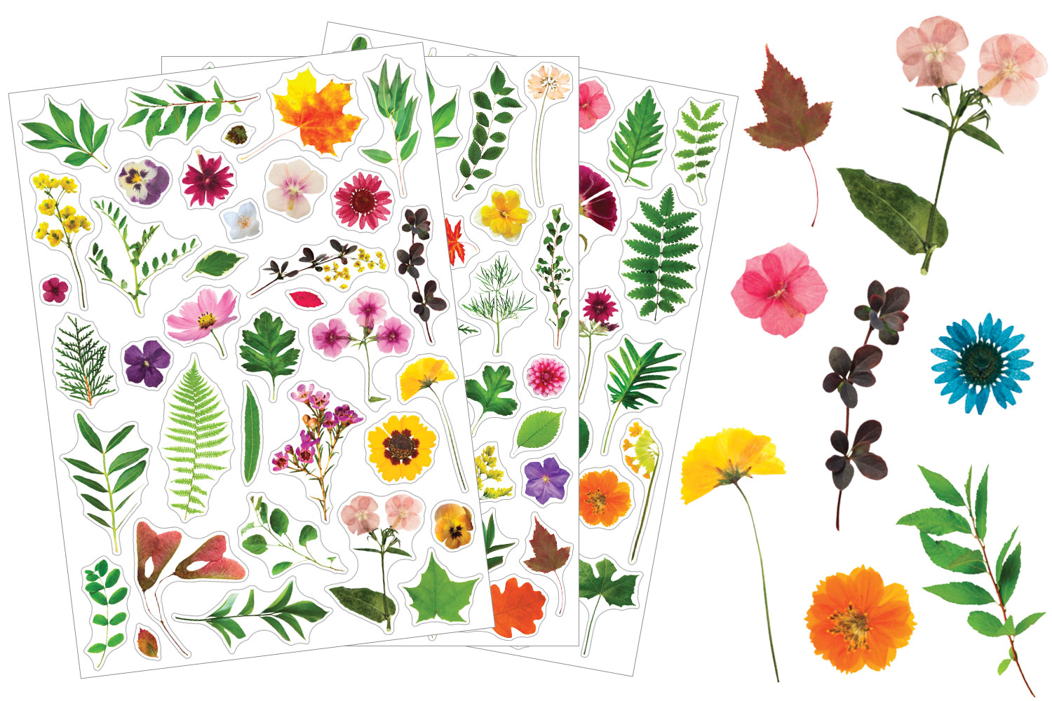 Stickers autocollants Herbier décoration intérieure naturelle