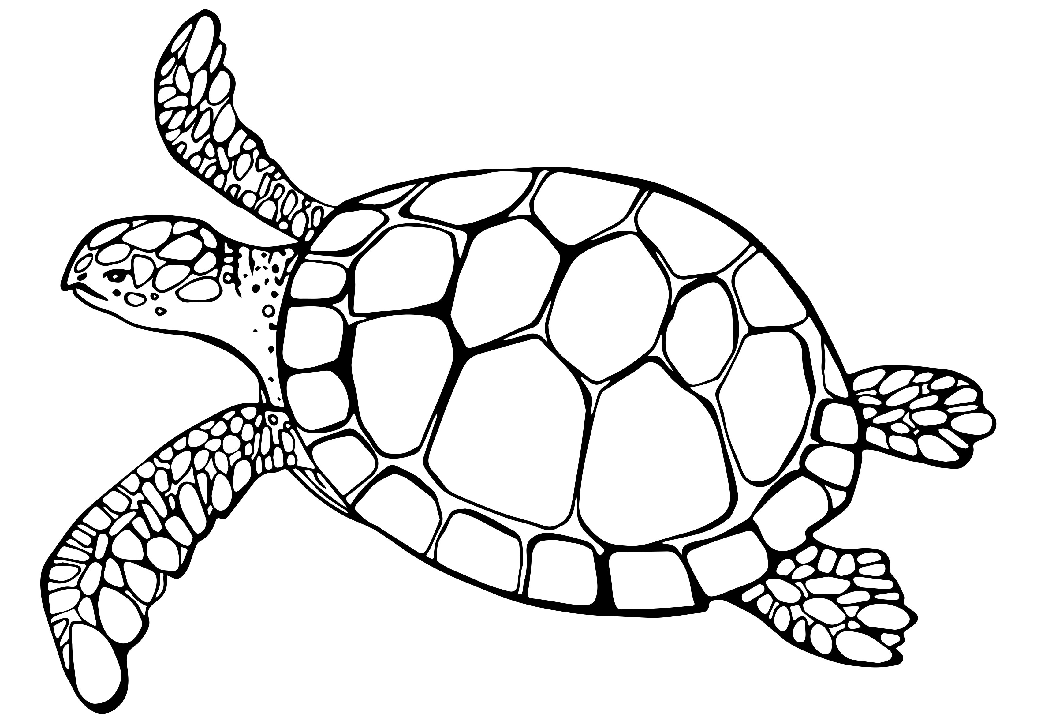 Coloriage Tortue Facile Maternelle 2 Ans Dessin Facile à imprimer