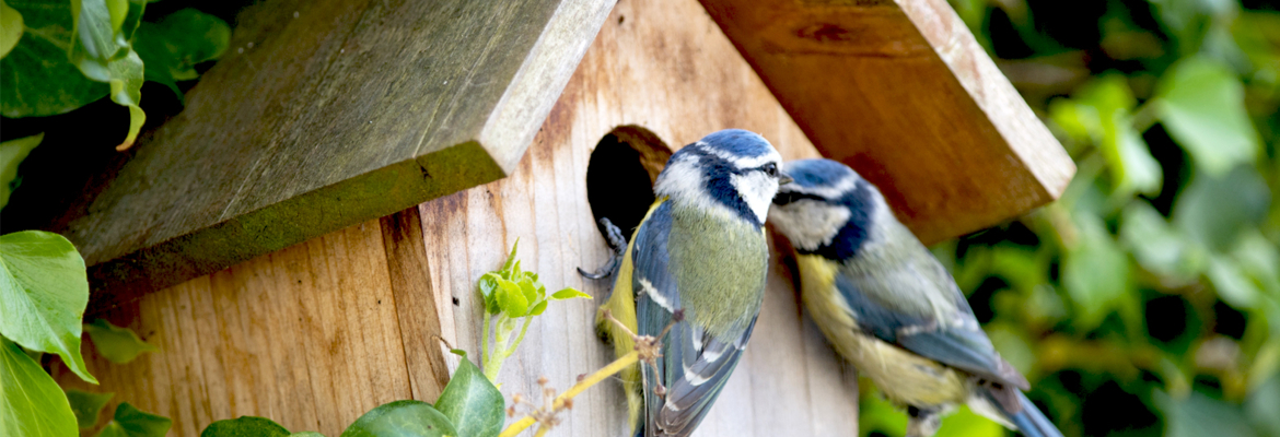 J'observe les oiseaux