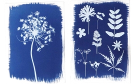 Cyanotype - Arts plastiques - 10doigts.fr