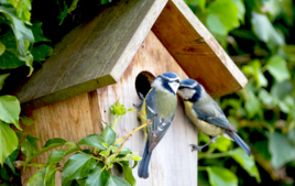 J'observe les oiseaux - Activités Montessori - 10doigts.fr
