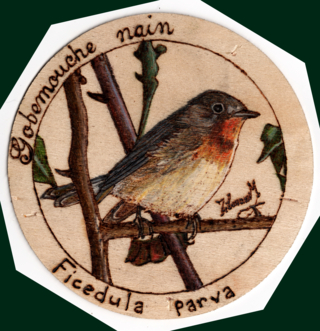 Gobemouche nain - Pyrogravure - 10doigts.fr