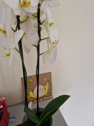 Cadre escargot - 10doigts.fr