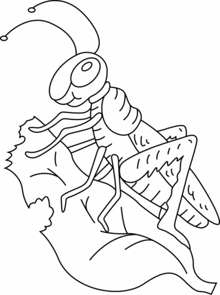Sauterelle 01 - Coloriages animaux - Coloriages - 10doigts.fr
