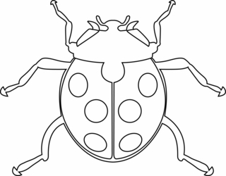 Coccinelle 06 - Coloriages animaux - Coloriages - 10doigts.fr