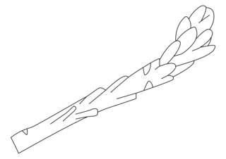 Asperge 01 - Coloriages fleurs, fruits et légumes - Coloriages - 10doigts.fr