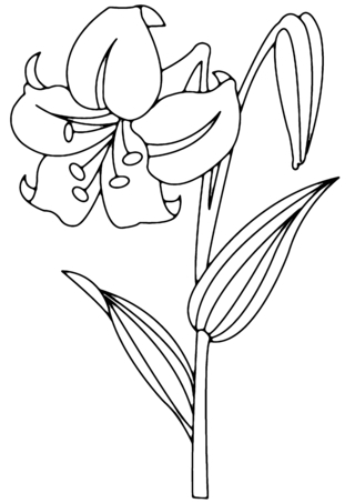 Fleur 003 - Coloriages fleurs, fruits et légumes - Coloriages - 10doigts.fr