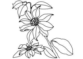 Fleurs 013 - Coloriages fleurs, fruits et légumes - Coloriages - 10doigts.fr