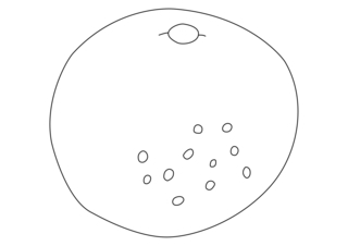 Pamplemousse 01 - Coloriages fleurs, fruits et légumes - Coloriages - 10doigts.fr