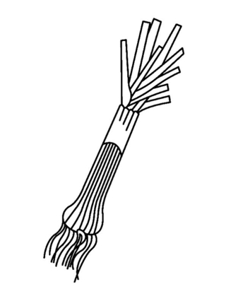 Poireau 01 - Coloriages fleurs, fruits et légumes - Coloriages - 10doigts.fr