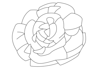 Salade 02 - Coloriages fleurs, fruits et légumes - Coloriages - 10doigts.fr