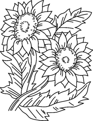 Tournesols 01 - Coloriages fleurs, fruits et légumes - Coloriages - 10doigts.fr