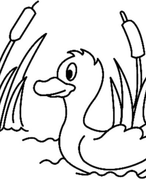 Canard01 - 10doigts.fr