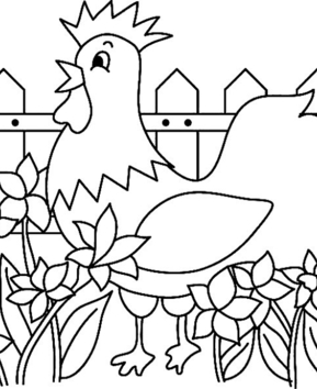 Poule 06 - 10doigts.fr