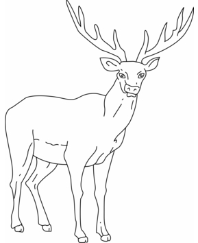 Cerf 03 - 10doigts.fr