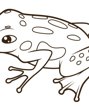 Grenouille09 - 10doigts.fr