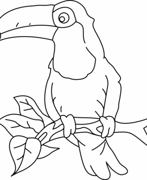 Toucan 003 - 10doigts.fr