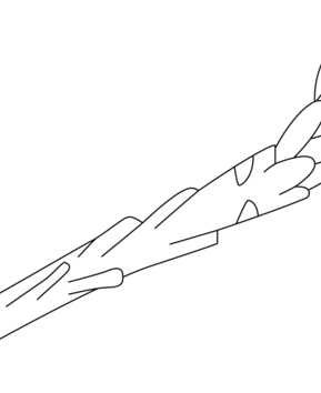 Asperge 01 - 10doigts.fr