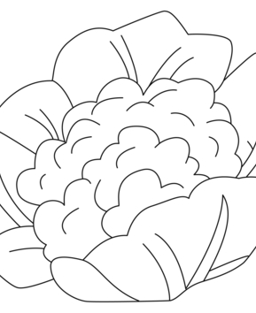 Chou-fleur 01 - 10doigts.fr