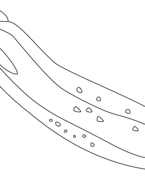 Courgette 01 - 10doigts.fr