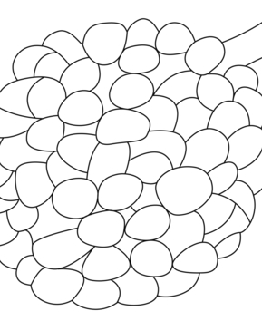 Litchi 01 - 10doigts.fr