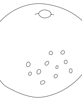 Pamplemousse 01 - 10doigts.fr