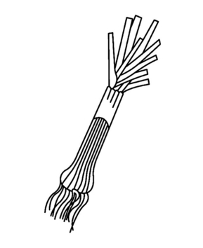 Poireau 01 - 10doigts.fr