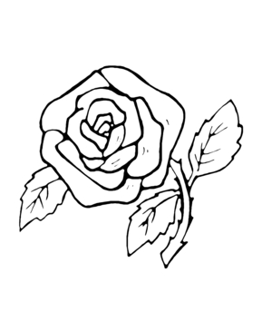 Rose 07 - 10doigts.fr