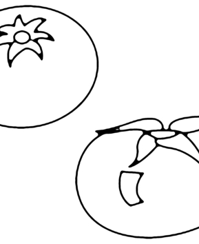 Tomates 01 - 10doigts.fr