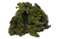 Mousse verte d'Islande - Fleurs, Végétaux - 10doigts.fr