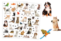 stickers animaux domestique - Gommettes Réalistes - 10doigts.fr