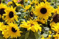 Sachet de graines de tournesols nains - Jardinage enfants - 10doigts.fr