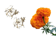 Sachet de graines d'oeillets d'Inde - Jardinage enfants - 10doigts.fr