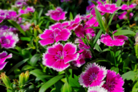 Graines d'œillets de Chine - Jardinage enfants - 10doigts.fr