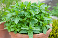 Graines de menthe verte - Jardinage enfants - 10doigts.fr