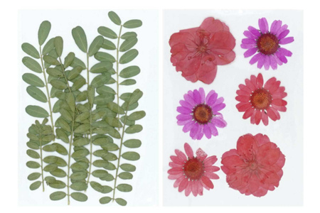 4 planches fleurs séchées - Fleurs séchées, pommes de pin – 10doigts.fr