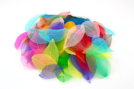 feuilles squelette naturelle - Fleurs et feuilles décoratives – 10doigts.fr