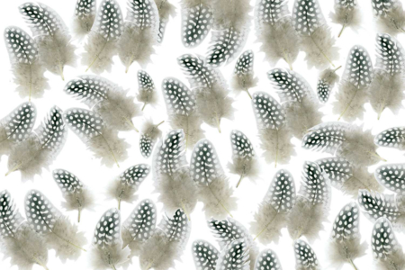 plumes naturelle poule - Plumes décoratives – 10doigts.fr