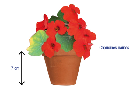 Sachet de graines de capucines naines - Jardinage enfants – 10doigts.fr