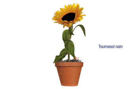 Sachet de graines de tournesols nains - Graines à planter – 10doigts.fr