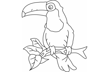 Coloriage Toucan03 – 10doigts.fr