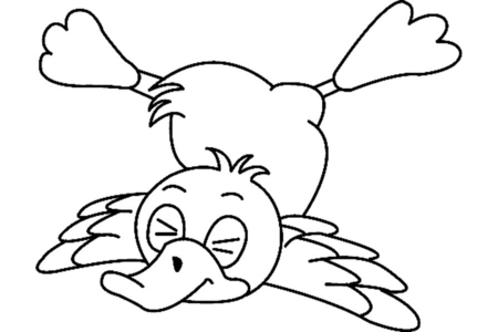 Coloriage Canard 08 – 10doigts.fr