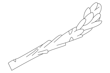 Coloriage Asperge 01 – 10doigts.fr