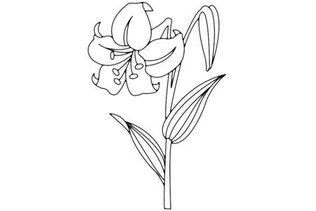 Coloriage Fleur 003 – 10doigts.fr