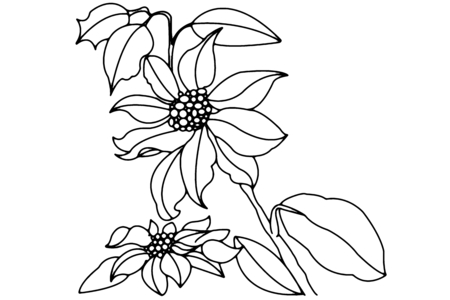 Coloriage Fleurs 013 – 10doigts.fr