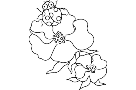 Coloriage Fleurs et coccinelles 01 – 10doigts.fr
