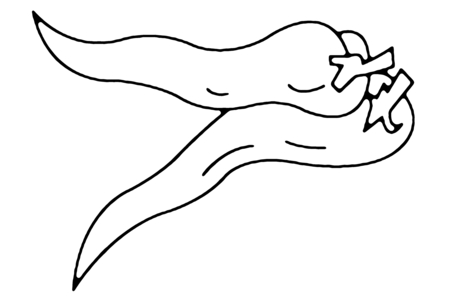 Coloriage Piments 01 – 10doigts.fr