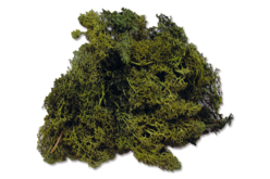 Mousse verte d'Islande - Fleurs, Végétaux - 10doigts.fr